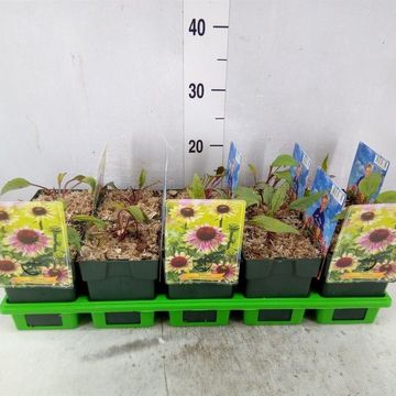 Echinacea purpurea 'Green Twister'