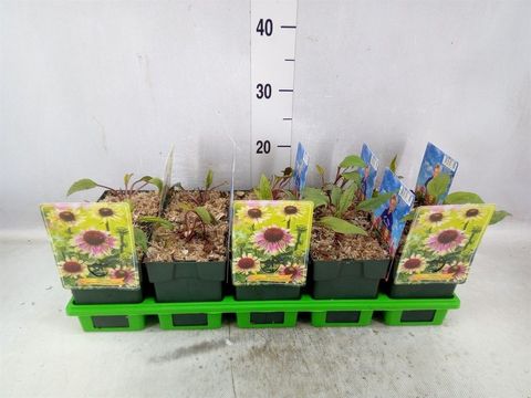 Echinacea purpurea 'Green Twister'