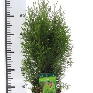 Thuja occidentalis 'Smaragd'