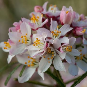 Choisya ternata APPLE BLOSSOM