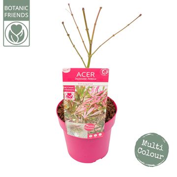 Acer palmatum 'Extravaganza'