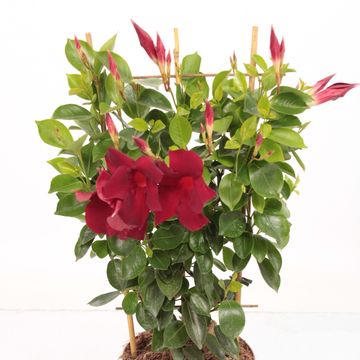 Mandevilla DIAMANTINA OPALE GRENAT