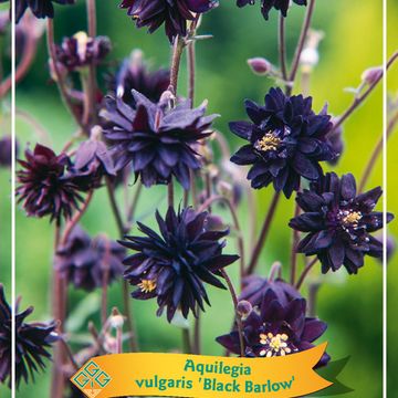 Aquilegia vulgaris 'Black Barlow'