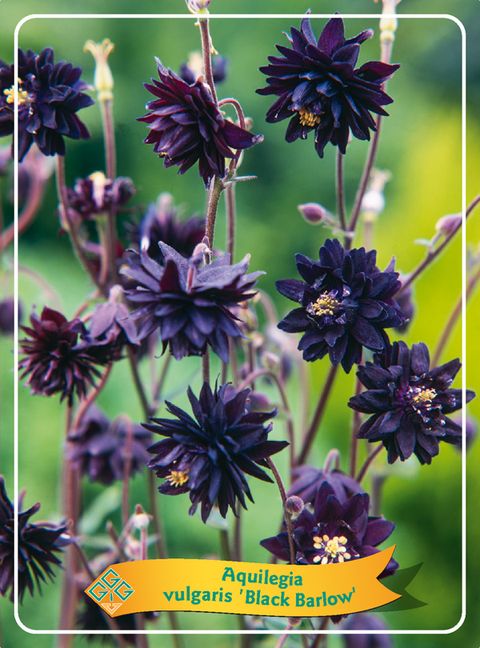 Aquilegia vulgaris 'Black Barlow'