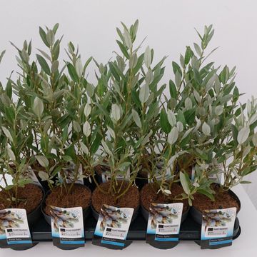 Salix helvetica