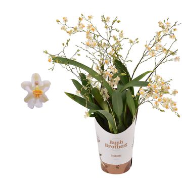 Oncidium TWINKLE MIX