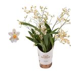 Oncidium TWINKLE MIX