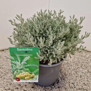 Santolina chamaecyparissus
