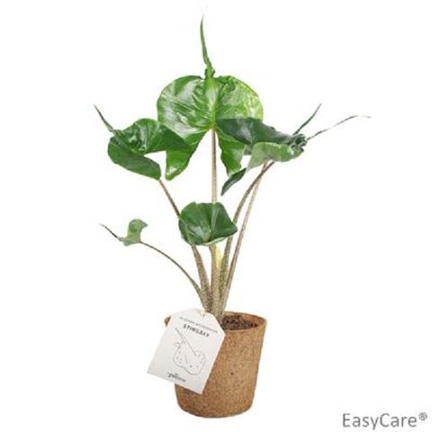 Alocasie 'Stingray'