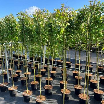 Salix caprea 'Kilmarnock'