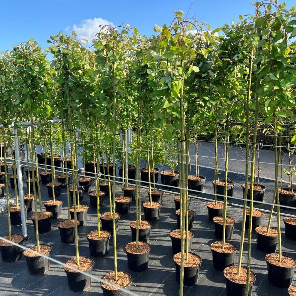 Salix caprea 'Kilmarnock' — Plant Wholesale FlorAccess