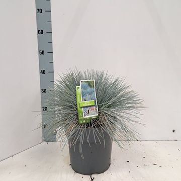 Festuca glauca 'Elijah Blue'