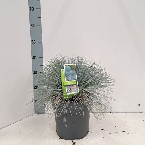 Festuca glauca 'Elijah Blue'
