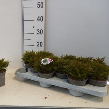 Hebe ochracea