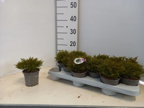 Hebe ochracea