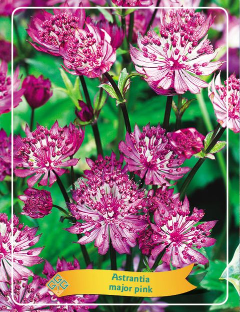 Astrantia major 'Pink Pride'