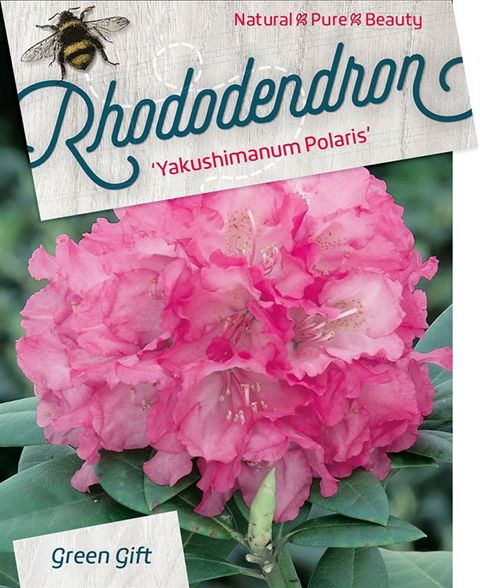 Rhododendron 'Polaris' (Y)