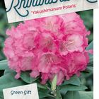 Rhododendron 'Polaris' (Y)