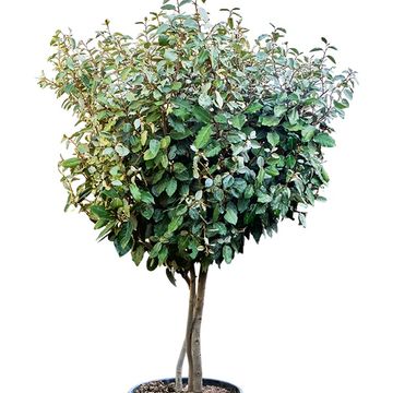 Elaeagnus x ebbingei 'Compacta'