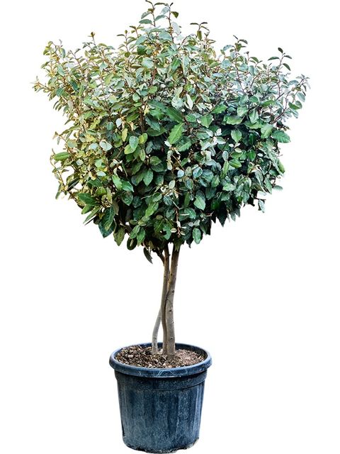 Elaeagnus x ebbingei 'Compacta'