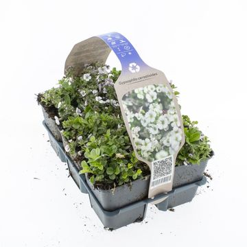 Gypsophila cerastoides