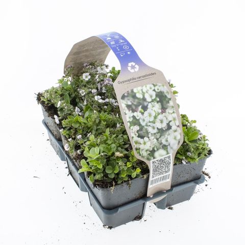Gypsophila cerastoides