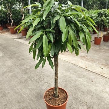 Ficus binnendijkii 'Amstel King'