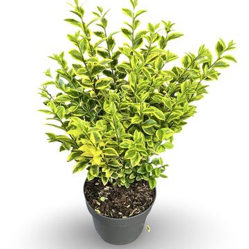 Ligustrum ovalifolium 'Aureum'
