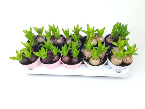 Hyacinthus orientalis