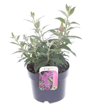 Buddleja davidii BUTTERFLY CANDY LITTLE CERISE