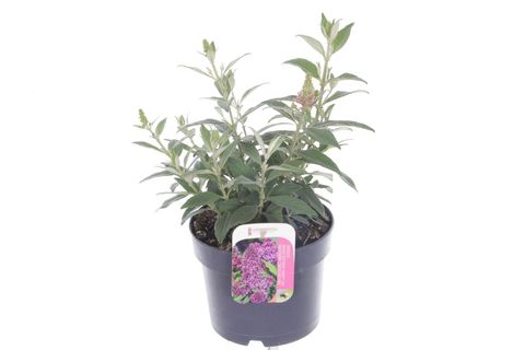 Buddleja davidii BUTTERFLY CANDY LITTLE CERISE