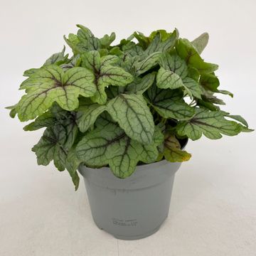 x Heucherella