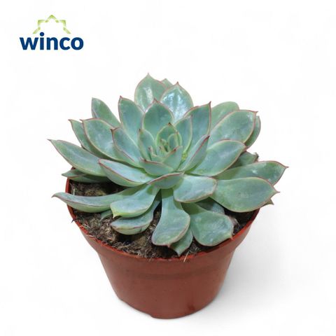 Echeveria 'California Queen'