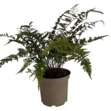 Athyrium niponicum pictum