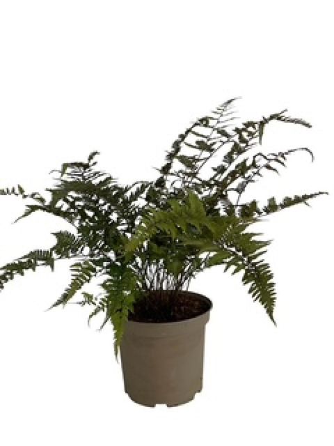 Athyrium niponicum pictum