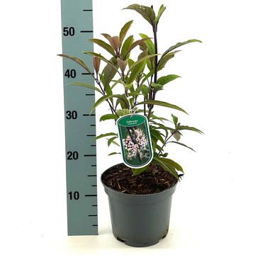 Callicarpa kwangtungensis