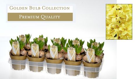 Hyacinthus Гиацинт восточный 'Йеллоустоун'