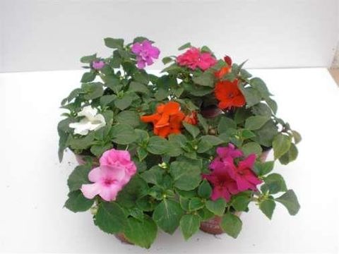 Impatiens WALLERIANA MIX