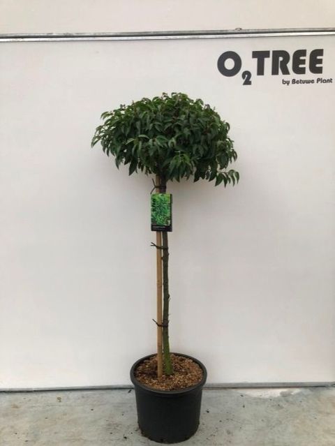 Prunus lusitanica 'Angustifolia'