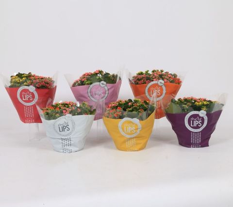 Kalanchoe MIX IN POT