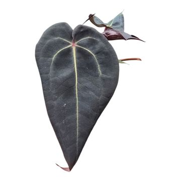 Anthurium DocBlock Red Velvet Cake® '24' X Red Velvet Cake® '24'