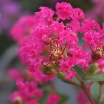 Lagerstroemia indica WITH LOVE KISS
