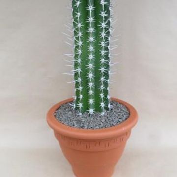 Pachycereus pecten-aboriginum