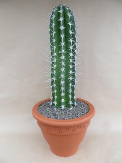 Pachycereus pecten-aboriginum