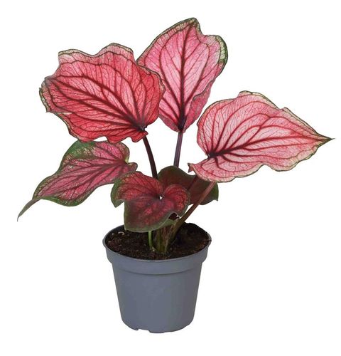 Caladium 'Lucia'