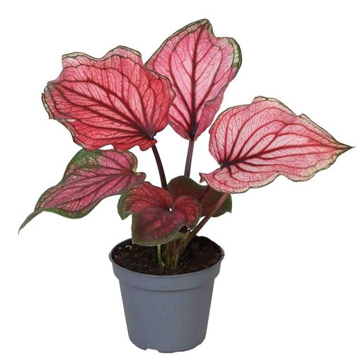 Caladium 'Lucia'