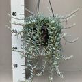 Senecio hallianus