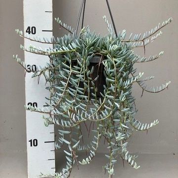 Senecio hallianus