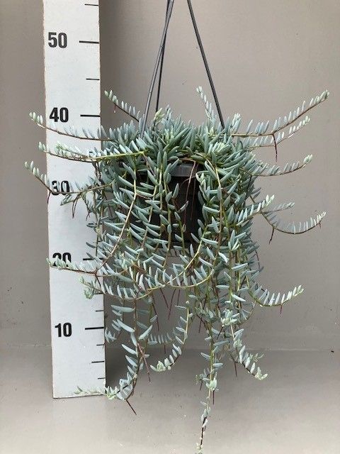Senecio hallianus