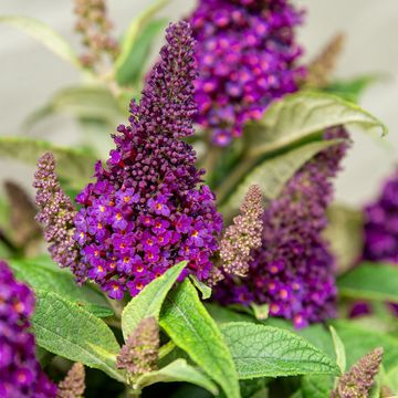 Buddleja davidii BUTTERFLY CANDY LITTLE MAGENTA